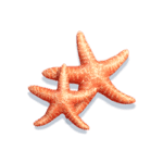 bikini-paradise-symbol-starfish